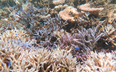 Sango Koralle Nachteile – Wundermittel oder Gesundheitsrisiko?