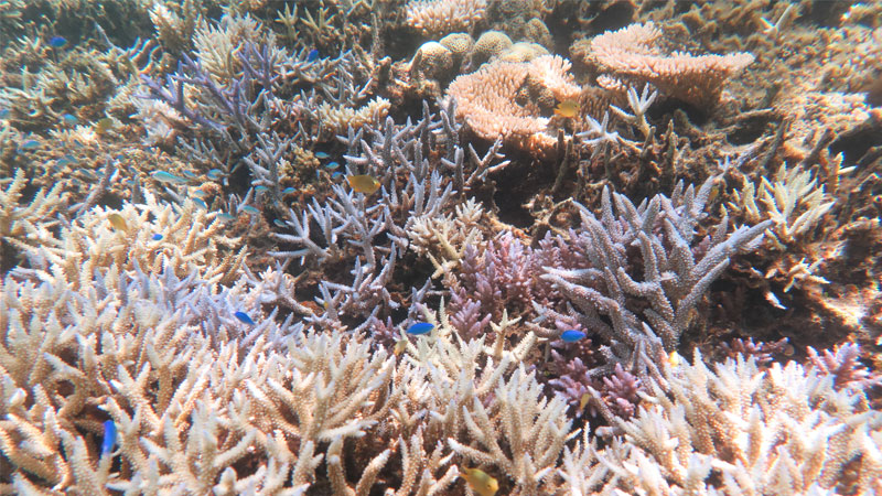 Sango Koralle Nachteile – Wundermittel oder Gesundheitsrisiko?