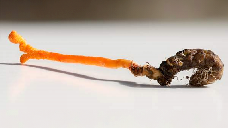 Cordyceps mit Raupenpuppe