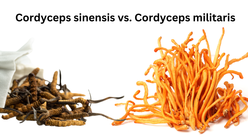 Vergleich zwischen Cordyceps sinensis und Cordyceps militaris