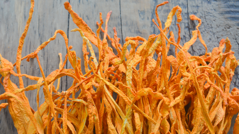 getrockneter Cordyceps militaris