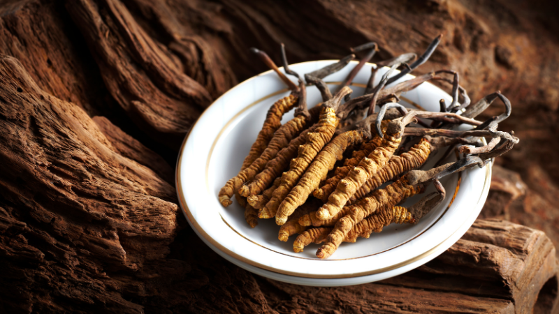 geernteter Cordyceps sinensis