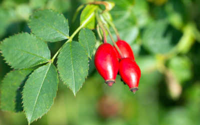 Hagebutte: Die besten Tipps für Gesundheit und Küche