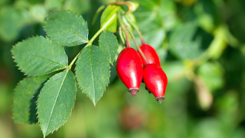 Hagebutte: Die besten Tipps für Gesundheit und Küche