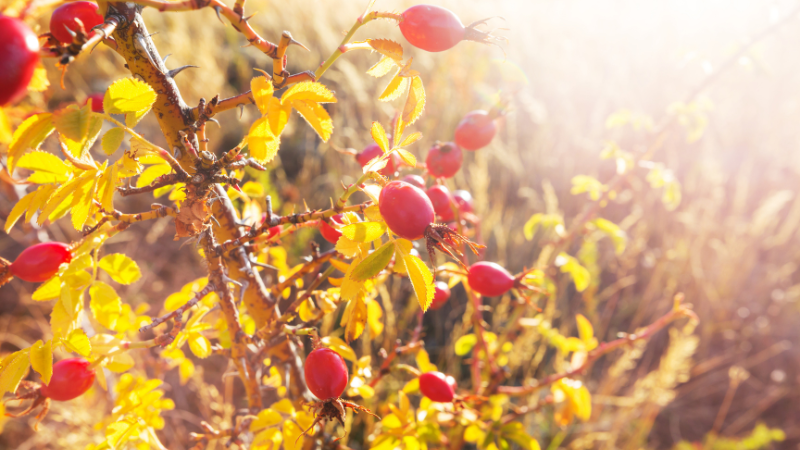 Beste Erntezeit ist im Herbst bei sonnigem Wetter