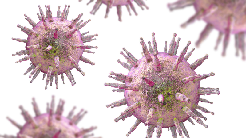 Modelldarstellung des Epstein Barr Virus (EBV)