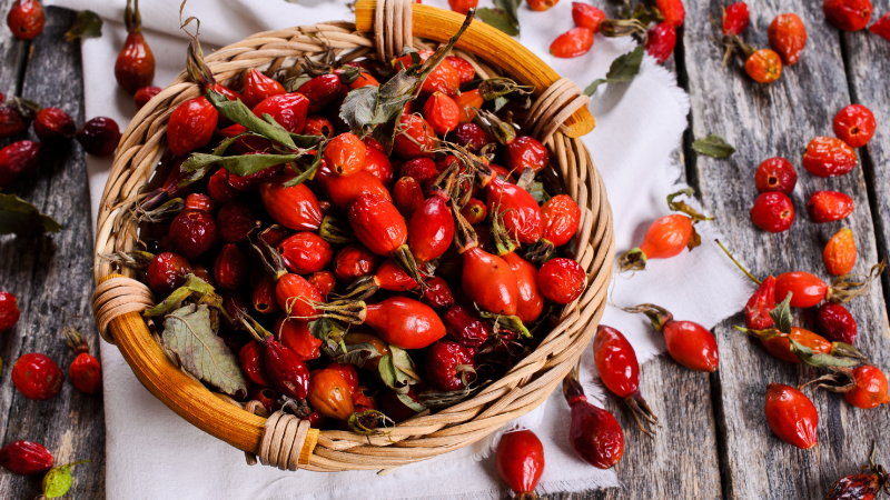 Nach der Ernte kann man die Früchte trocknen