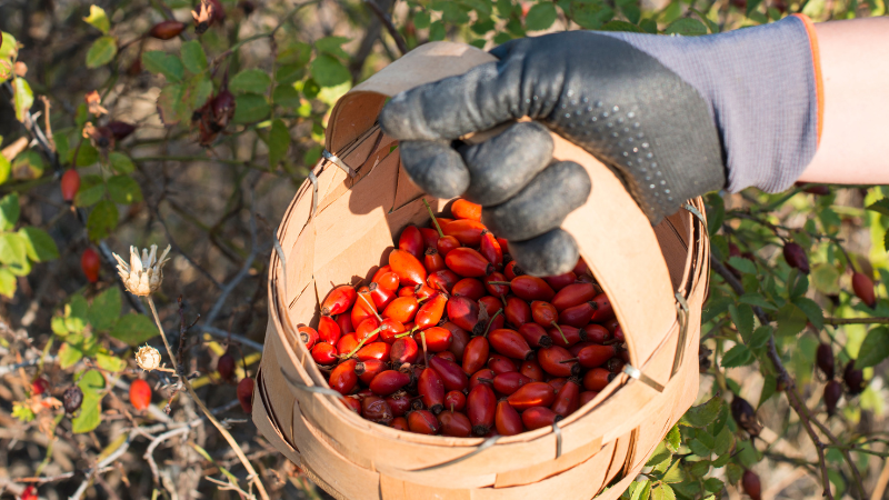 Bei der Ernte sollte man wegen der Dornen lieber Handschuhe tragen