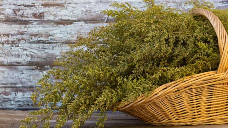 Artemisia Annua, Einjähriger Beifuß : Eine großartige Heilpflanze