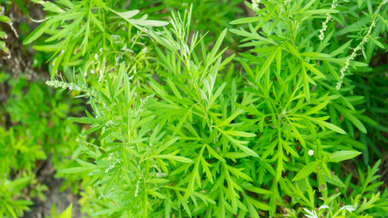 Ansicht frei wachsender Artemisia annua Pflanzen im Beginn der Blütezeit