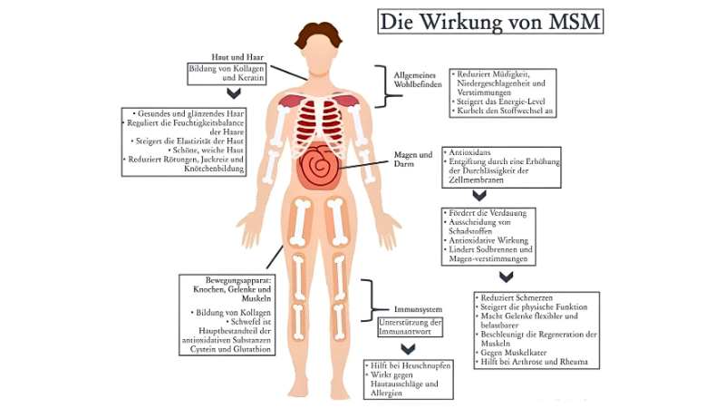 Die Anwendung und Wirkung von MSM auf den Körper schematisch dargestellt