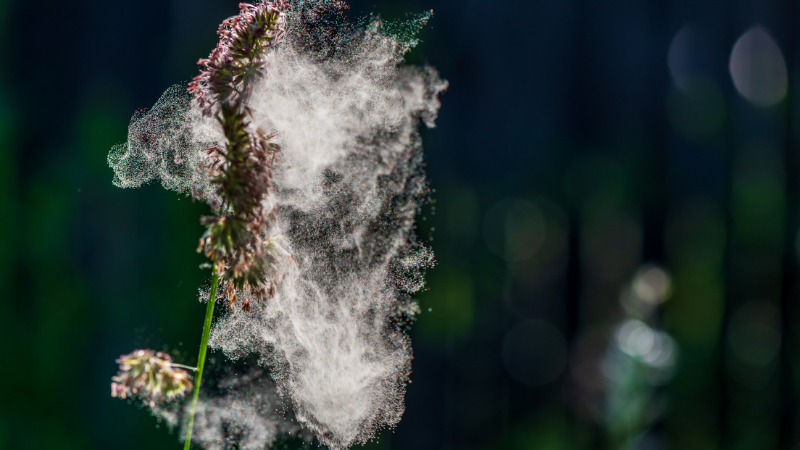 Einige Pflanzen verteilen ihre Pollen besonders kräftig, um möglichst viele Samen möglichst weit zu verbreiten