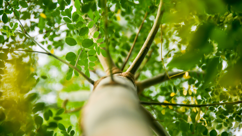 Ein ausgewachsener Moringa oleifera Baum in Indien