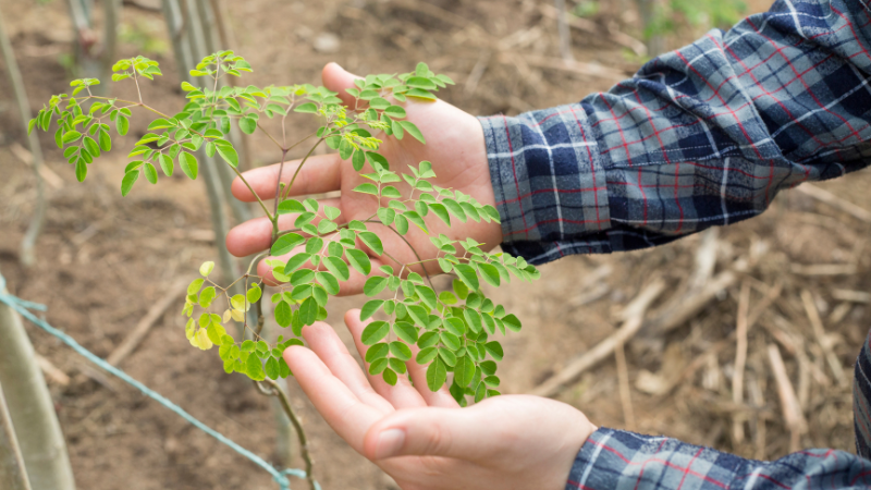 Frische Triebe einer jungen Moringa Pflanze
