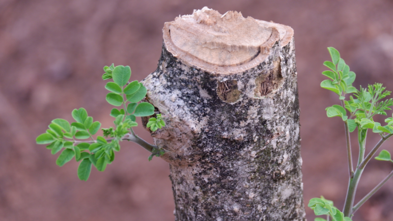 Neue Triebe an einem abgeholzten Moringa oleifera Baum