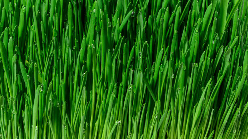 Gerstengras: Warum dieses Superfood so gesund ist