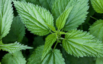Brennnessel: Pflanze des Jahres 2022 und absolutes Superfood