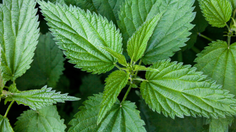 Brennnessel: Pflanze des Jahres 2022 und absolutes Superfood