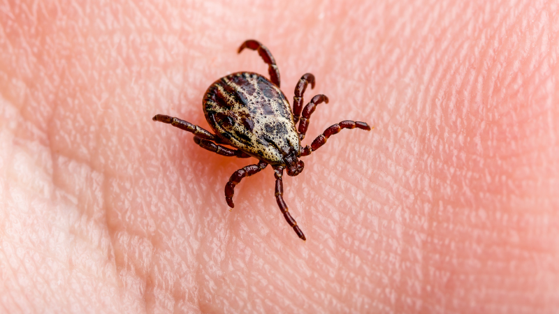 Eine Zecke krabbelt auf Hand - stark vergrößert