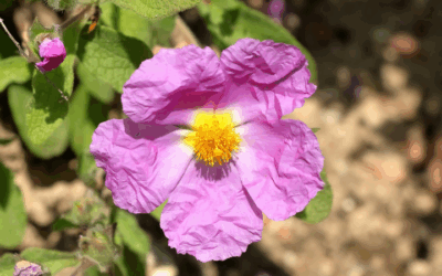 Zistrose: Natürliche Kraft aus dem Mittelmeerraum