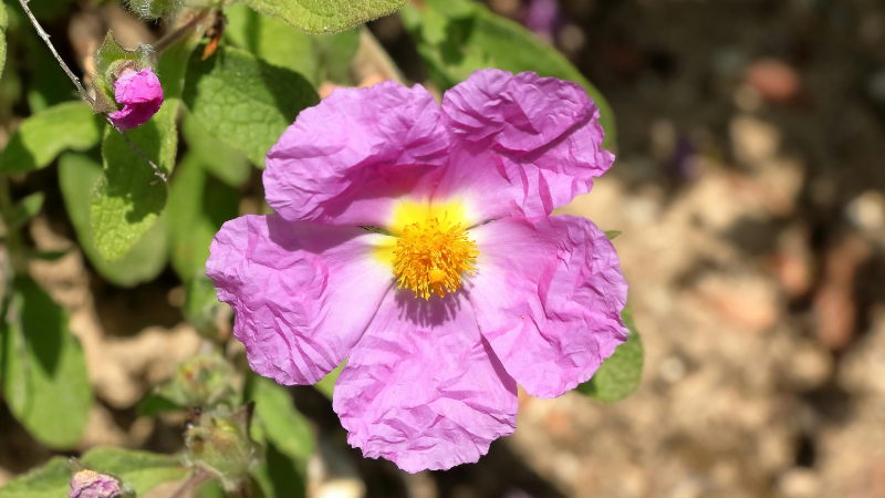 Kultivierte Zistrose in voller Blüte und vollgepackt mit der Kraft der Natur