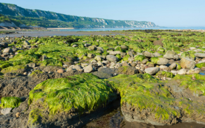 Algen innerlich: Essbare Algen als natürliche Mineralstoffquelle